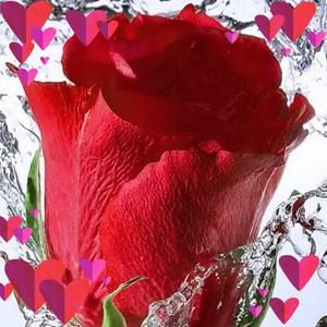 Meet your Posher, Rosemary